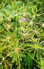 Laserpitium latifolium