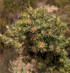 Phyllota pleurandroides