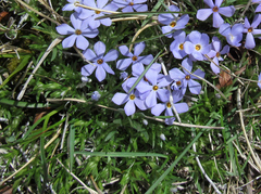 Phlox kelseyi