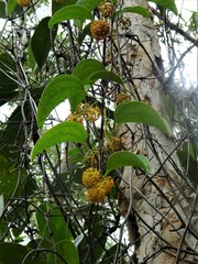 Smilax neocaledonica