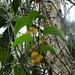 Smilax neocaledonica - Photo (c) BLANCHON CATHERINE, alguns direitos reservados (CC BY-NC), uploaded by BLANCHON CATHERINE
