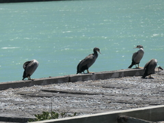 Phalacrocorax punctatus punctatus
