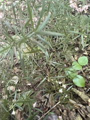 Asparagus densiflorus