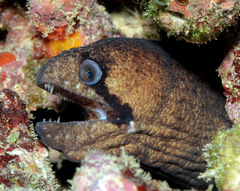 Gymnothorax breedeni