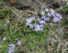 Phlox kelseyi