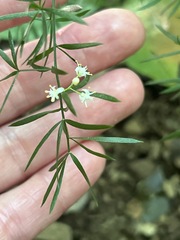 Asparagus densiflorus