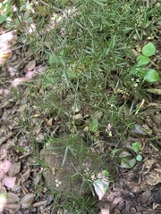 Asparagus densiflorus