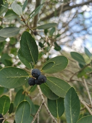 Phillyrea latifolia