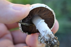 Agaricus