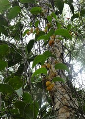 Smilax neocaledonica