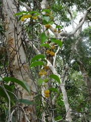 Smilax neocaledonica