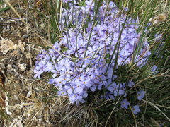 Phlox kelseyi
