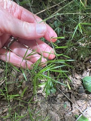 Asparagus densiflorus