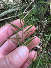 Asparagus densiflorus