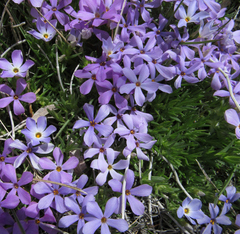 Phlox kelseyi