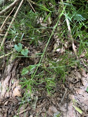 Asparagus densiflorus