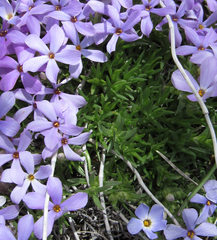 Phlox kelseyi