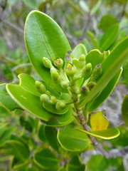 Tarenna rhypalostigma