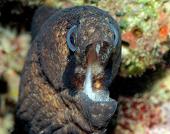 Gymnothorax breedeni
