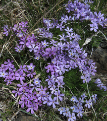 Phlox kelseyi