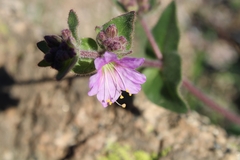 Mirabilis laevis