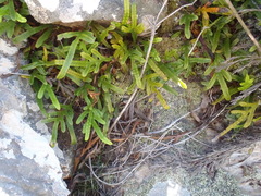 Polypodium ensiforme