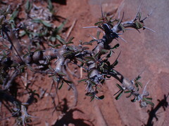 Monsonia salmoniflora