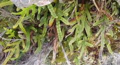 Polypodium ensiforme
