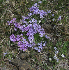 Phlox kelseyi