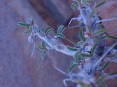 Monsonia salmoniflora