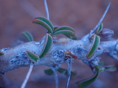 Monsonia salmoniflora