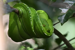 Morelia viridis
