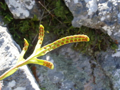 Polypodium ensiforme
