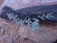 Trichodiadema setuliferum