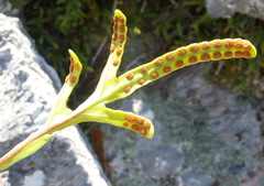 Polypodium ensiforme