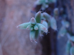 Trichodiadema setuliferum