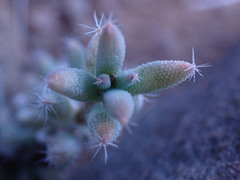 Trichodiadema setuliferum