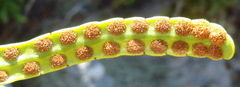 Polypodium ensiforme