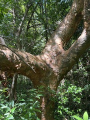 Commiphora harveyi