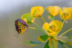 Dicranocephalus medius