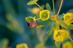 Dicranocephalus medius