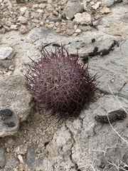 Echinomastus johnsonii