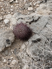 Echinomastus johnsonii