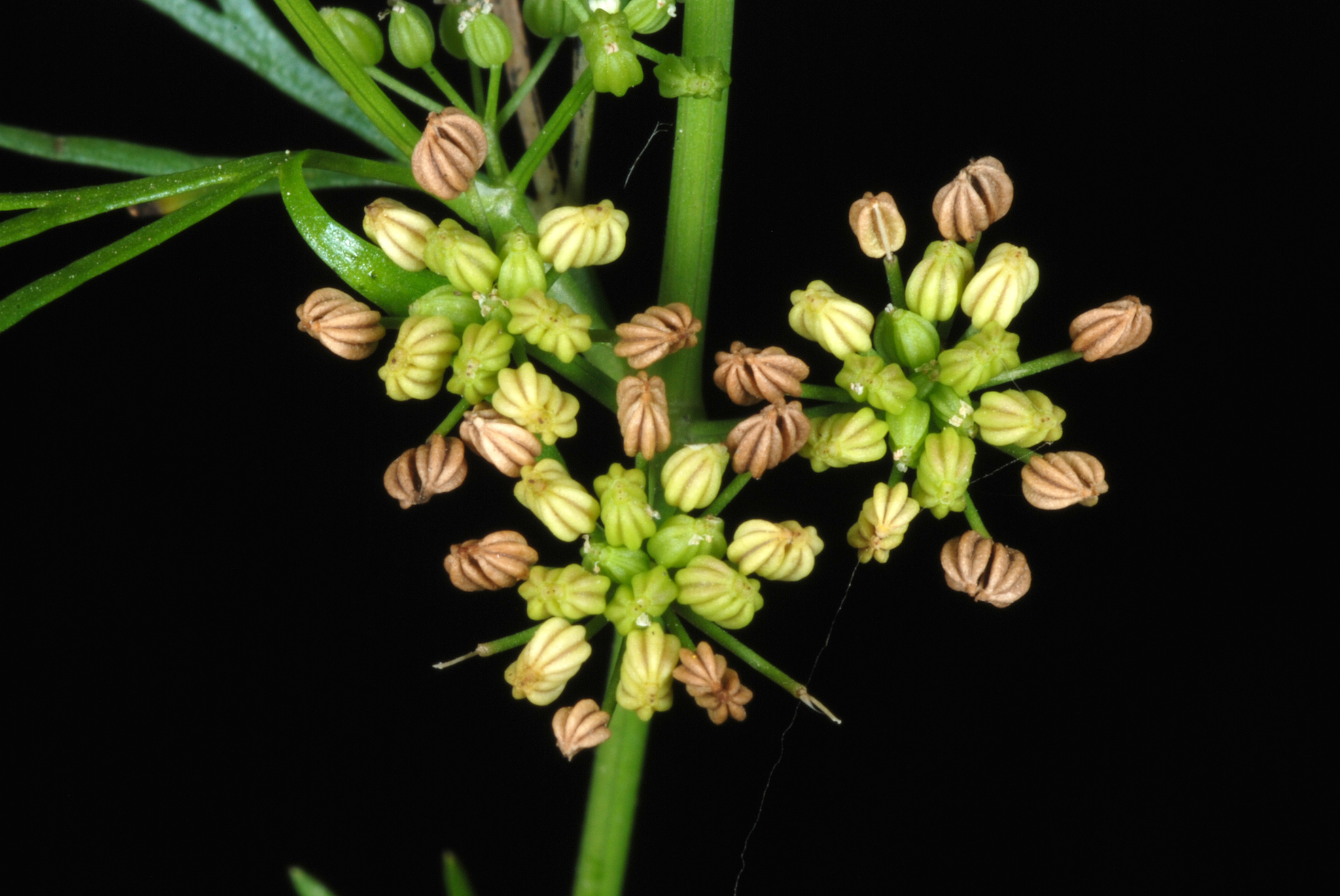 Cyclospermum