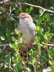 Cisticola subruficapilla
