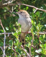 Cisticola subruficapilla