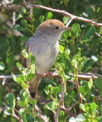 Cisticola subruficapilla