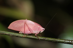 Phyllopterini