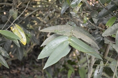 Memecylon umbellatum