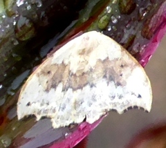 Strepsigonia affinis